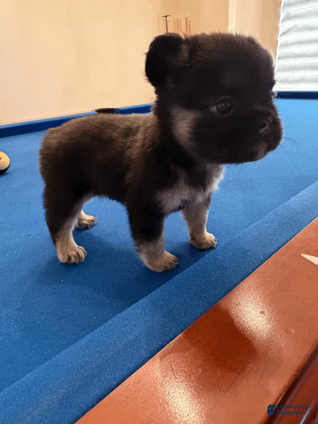 French Bulldog dogs for sale: French Bulldog Puppy 3 - Ad 3
