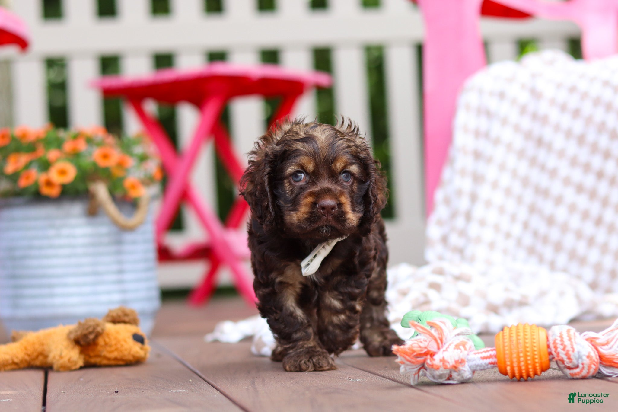 Cocker Spaniel dogs Cody - Ad 2