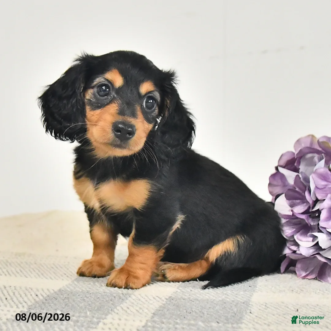 Miniature Dachshund dogs for sale: Chowder - Ad 3