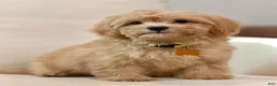 Maltipoo dogs for sale: Daisy - Ad 4