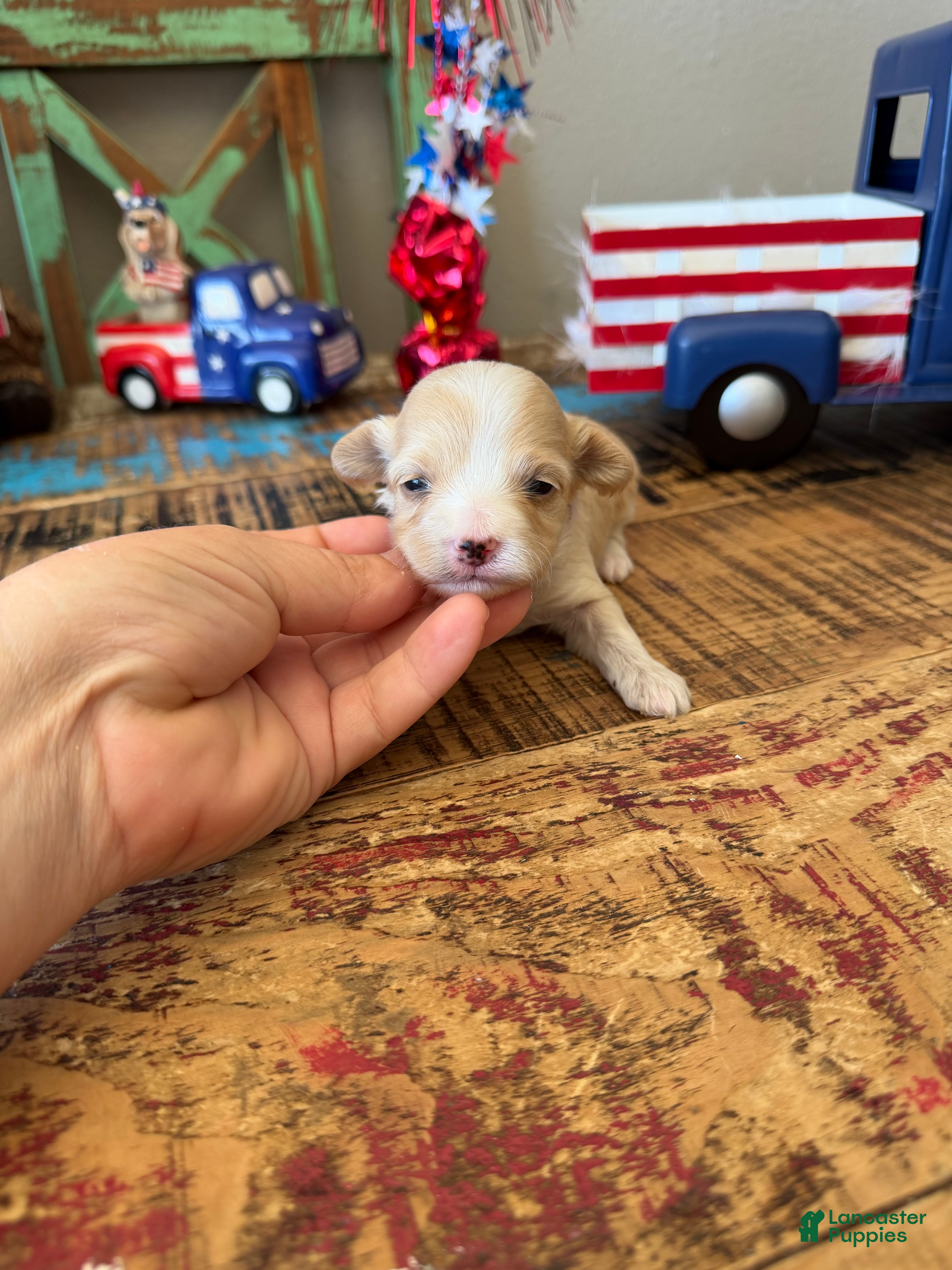 Maltipoo dogs Maltipoo Girl! Purple Bow - Ad 10