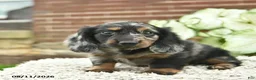 Miniature Dachshund dogs for sale: Comet  - Ad 4