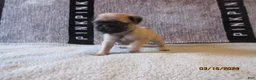 Pug dogs for sale: Pug Puppy 3 - Ad 44