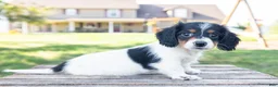 Miniature Dachshund dogs for sale: Button - Ad 2