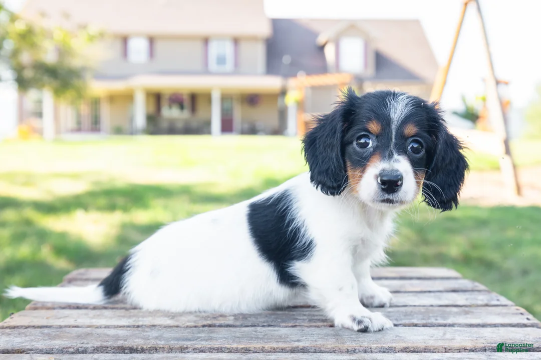 Miniature Dachshund dogs for sale: Button - Ad 2