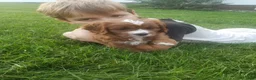 Cavapoo dogs for sale: Cavapoo 1 - Ad 8
