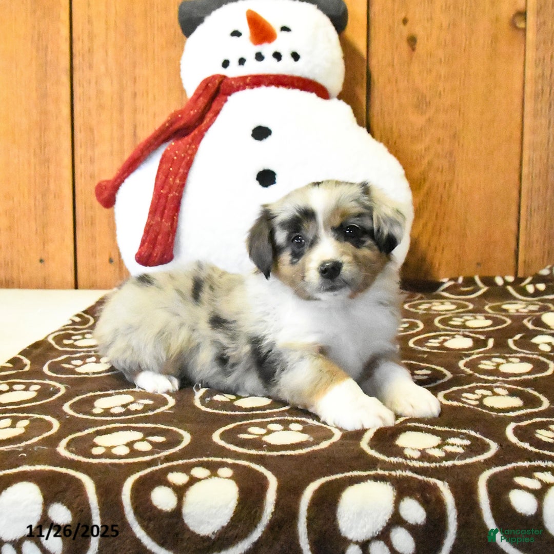 Miniature Australian Shepherd dogs for sale: Victor - Ad 4