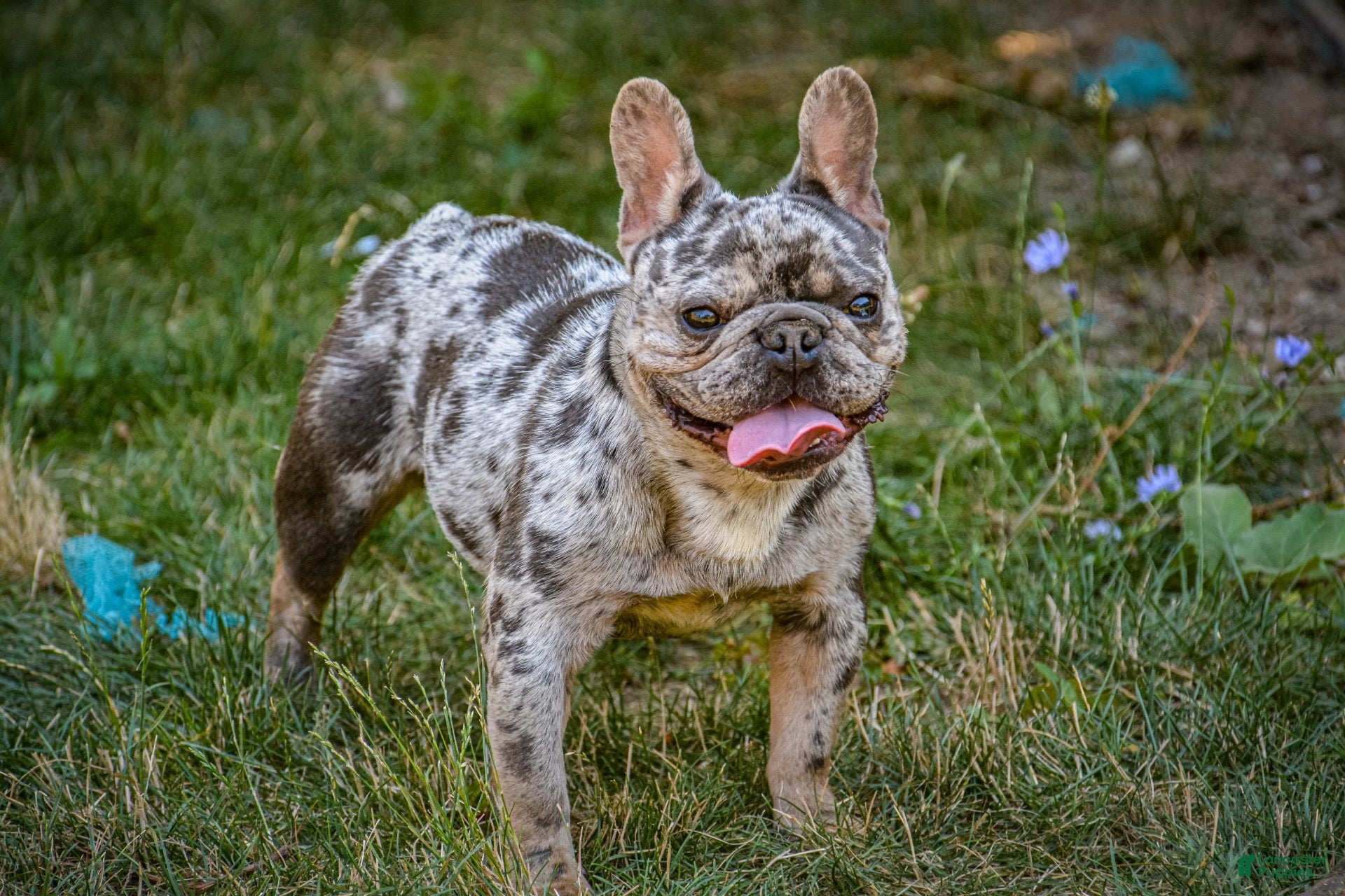 French Bulldog dogs Merle - Ad 31