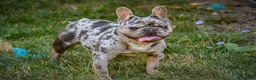 French Bulldog dogs for stud: Merle - Ad 1