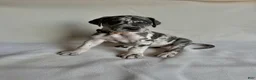 Great Dane dogs for sale: Kisses- peach - Ad 3