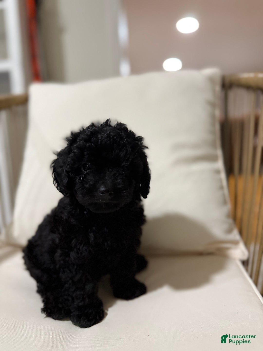 Maltipoo dogs for sale: Saddie  - Ad 9