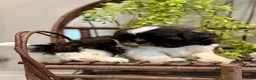 Shih Tzu dogs for sale: AKC SAMMI - Ad 5