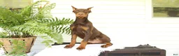 Doberman Pinscher dogs for sale: Tom - Ad 2