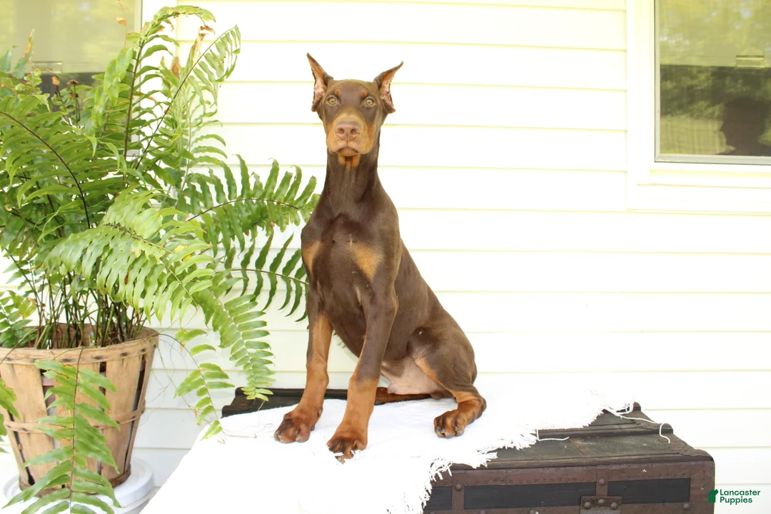Doberman Pinscher dogs for sale: Tom - Ad 2