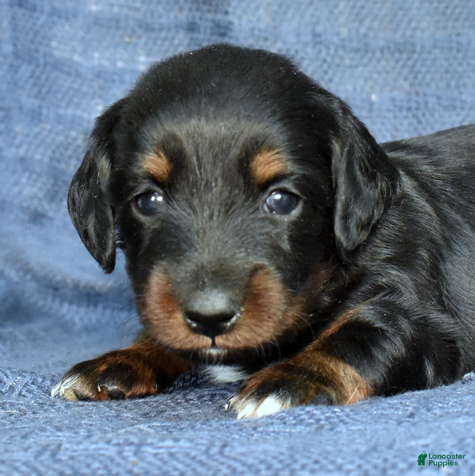Miniature Dachshund dogs Mocha - Ad 1