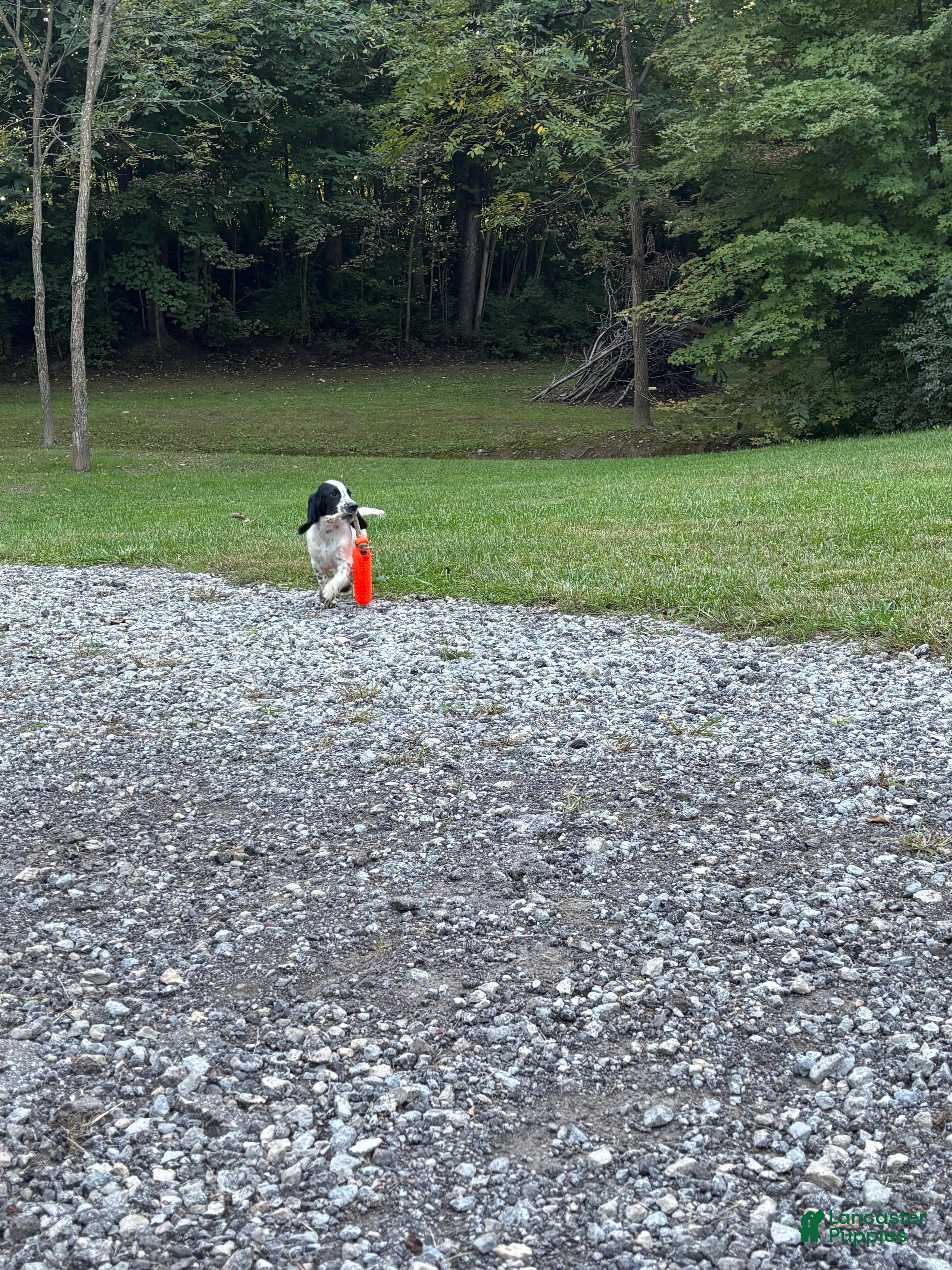 English Cocker Spaniel dogs Ruger - Ad 2