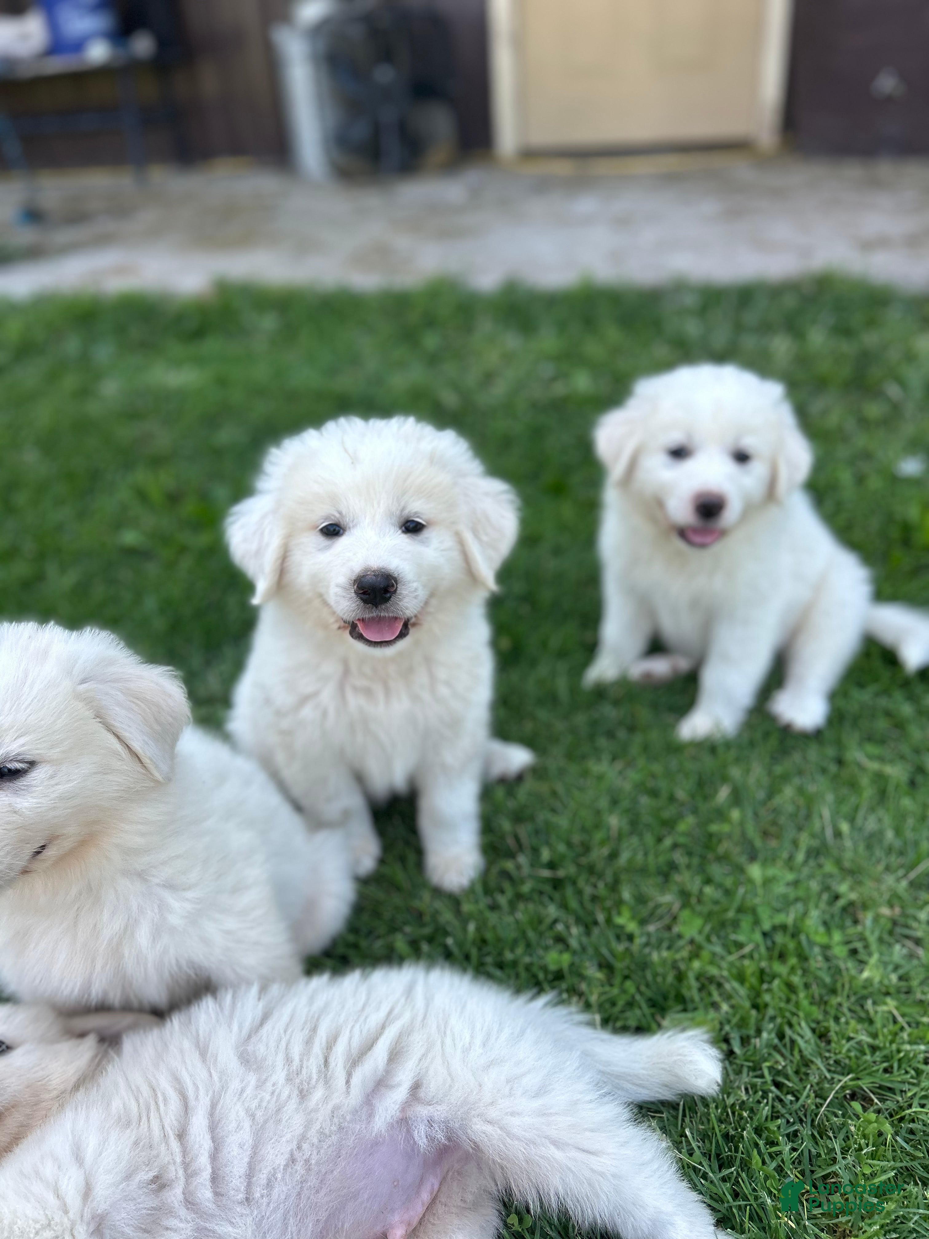 Great Pyrenees dogs Lucy - Ad 37