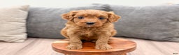 Cavapoo dogs for sale: Rudolf - Ad 2