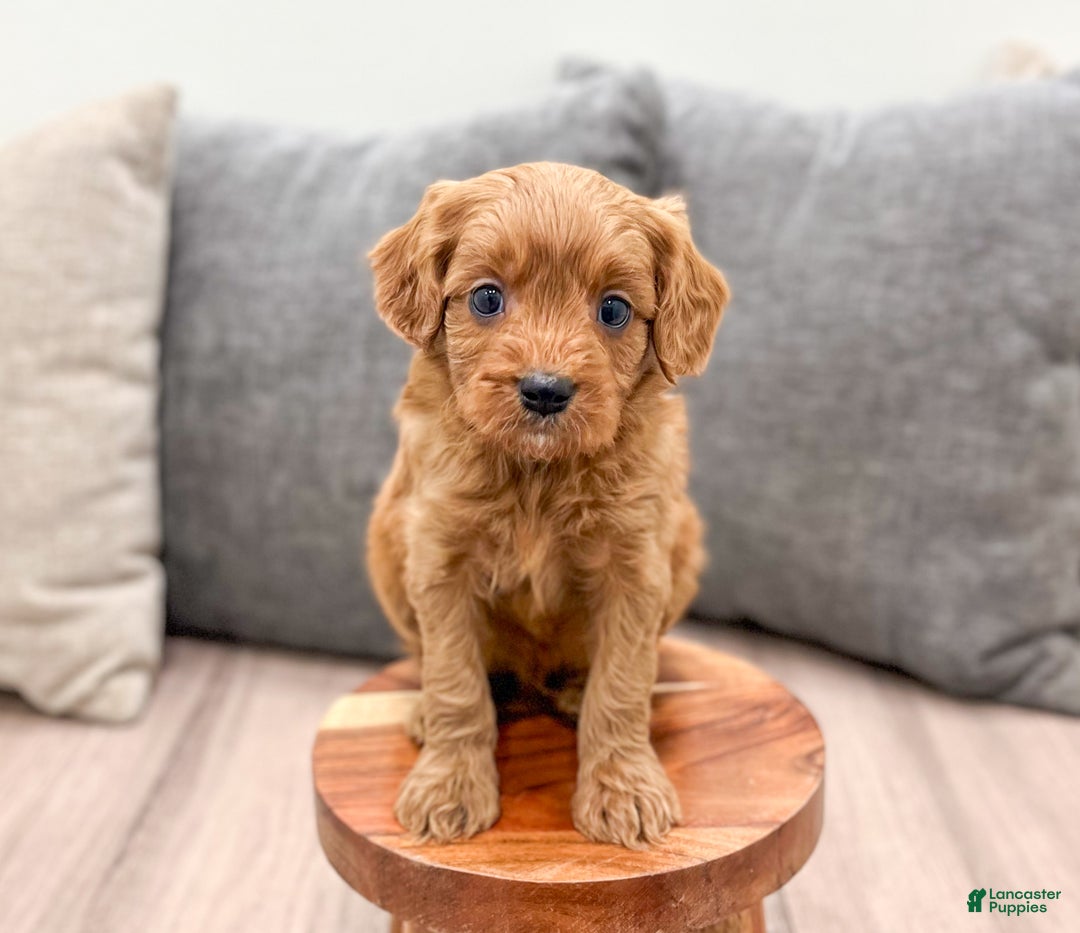 Cavapoo dogs for sale: Rudolf - Ad 2