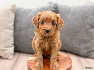 Cavapoo dogs Rudolf - Ad 29