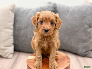 Cavapoo dogs for sale: Rudolf - Ad 1