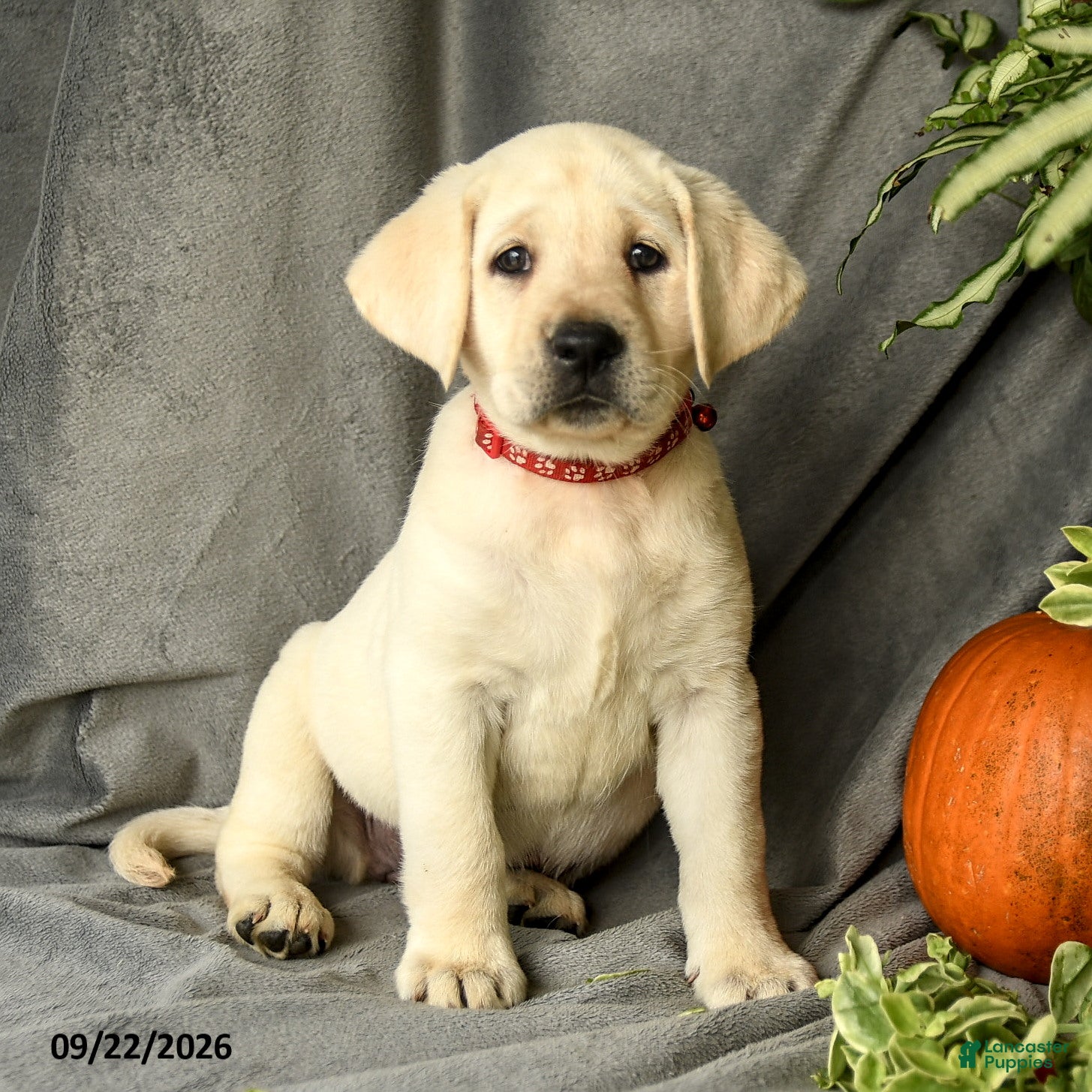 Labrador Retriever dogs Dianne - Ad 1