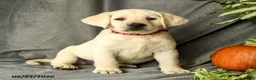 Labrador Retriever dogs for sale: Dianne - Ad 1