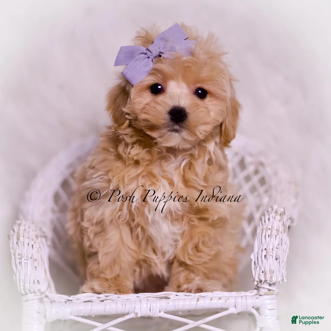 Maltipoo dogs for sale: Petunia - Ad 6