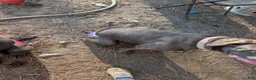 Cane Corso dogs for sale: Purple aka Violet  - Ad 4