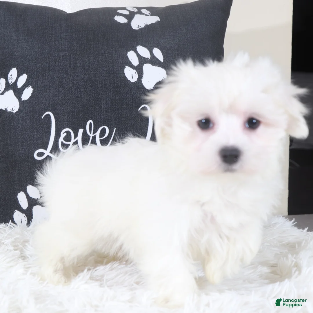 Maltese dogs for sale: Maltese Puppy Buttercup  - Ad 2