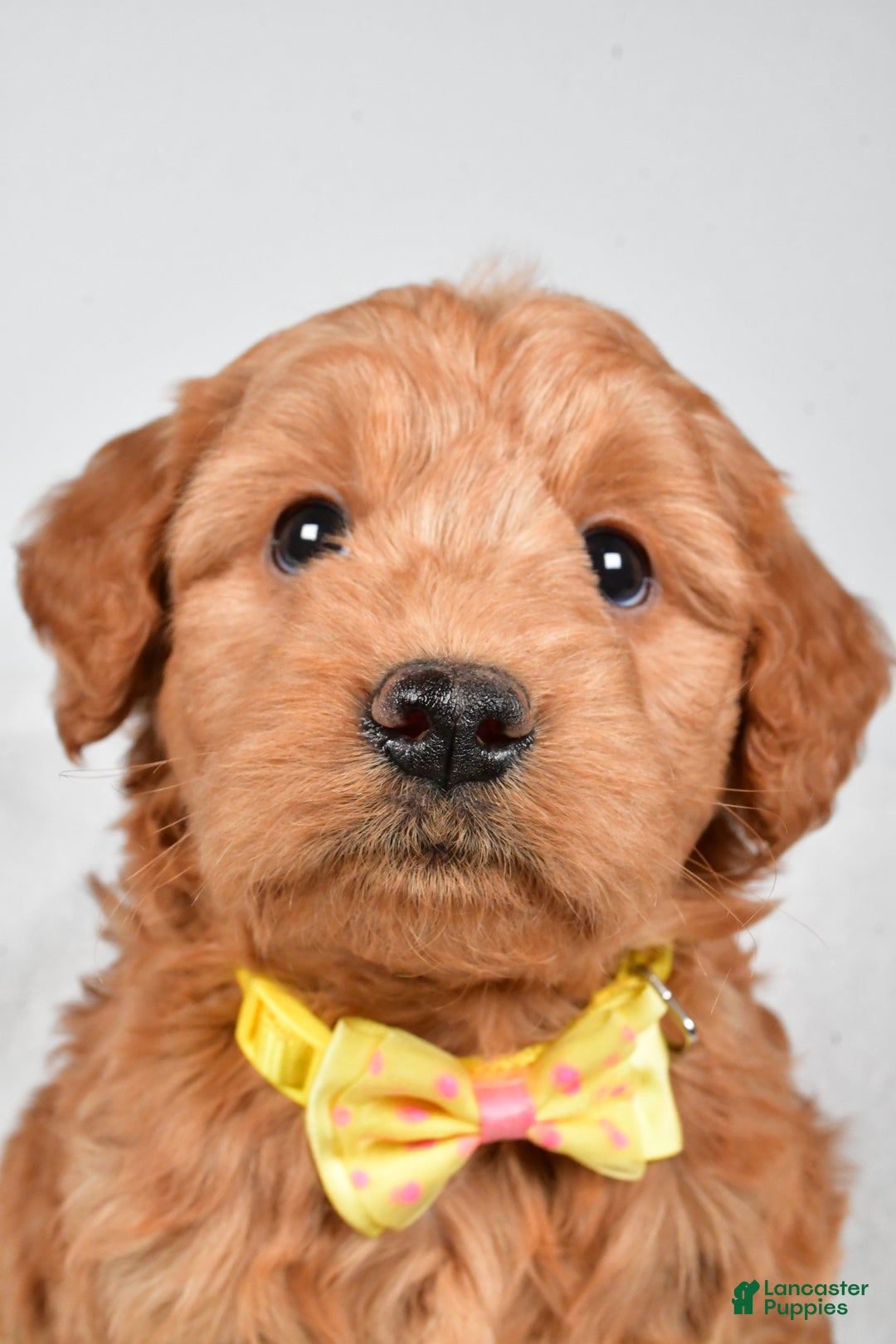Mini Goldendoodle dogs for sale: Bruce - Ad 8