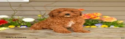 Cavapoo dogs for sale: Alexis - Ad 1