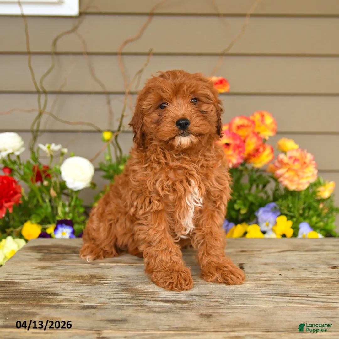 Cavapoo dogs for sale: Alexis - Ad 1