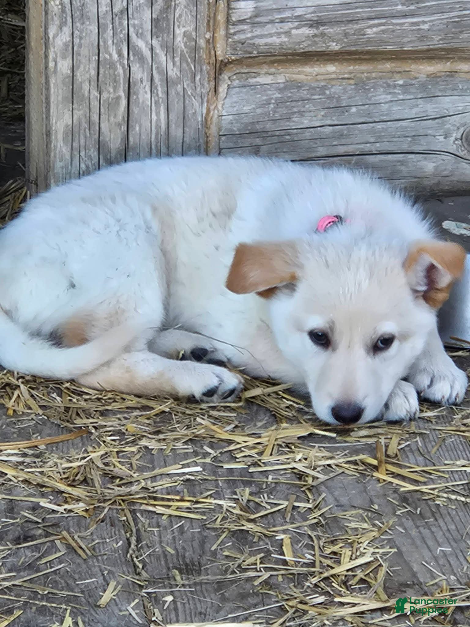 German Shepherd dogs German Shepherd Puppy 4 - Ad 12