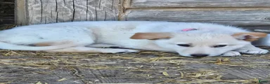 German Shepherd Puppy 4