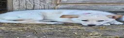 German Shepherd dogs for sale: German Shepherd Puppy 4 - Ad 1