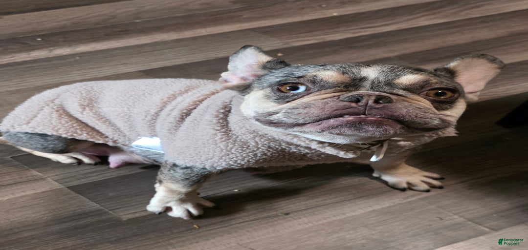 Gallery Image {{count}}