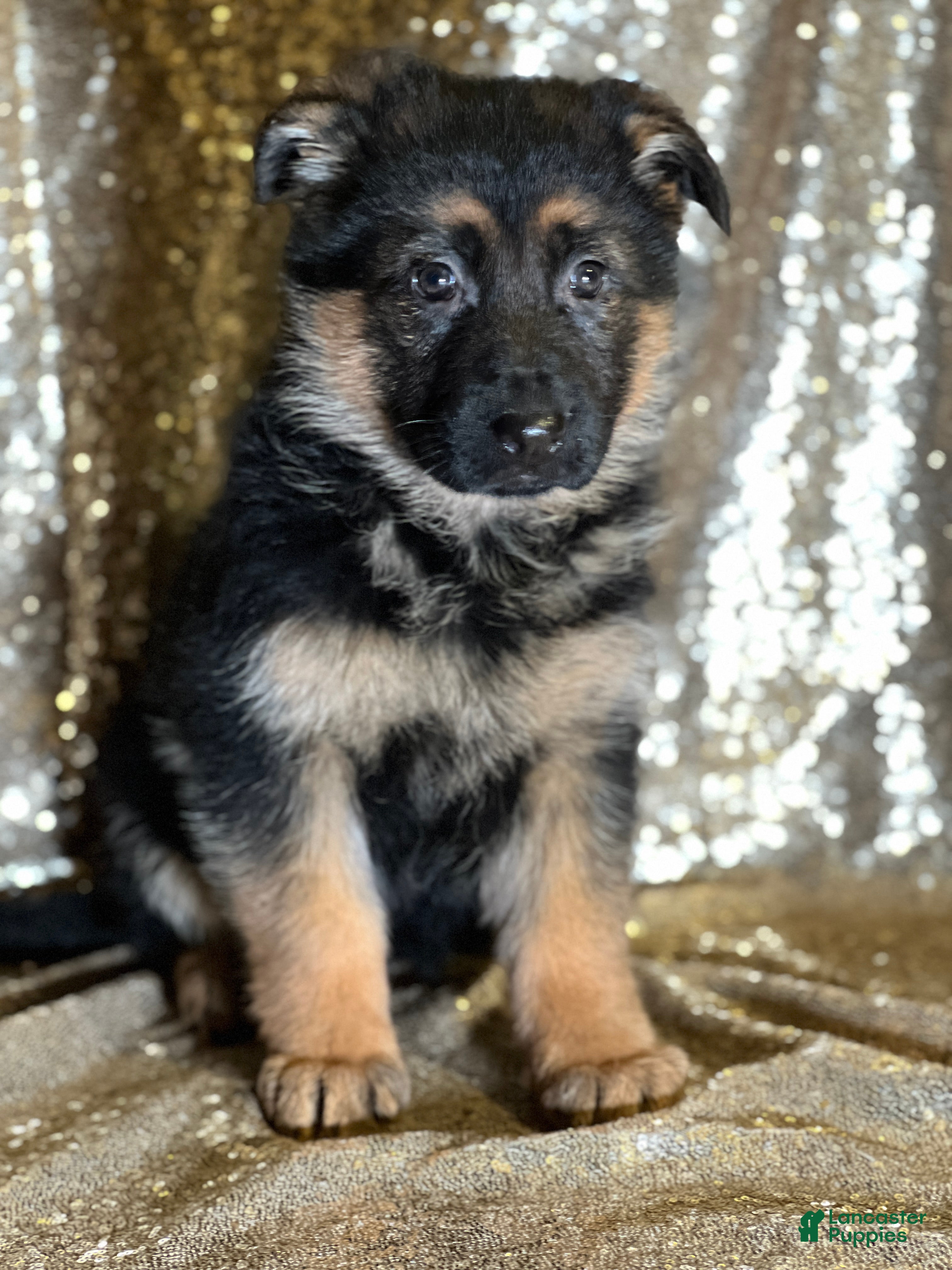 German Shepherd dogs Echo - Ad 30