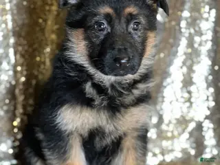 German Shepherd dogs Echo - Ad 30
