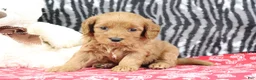 Mini Goldendoodle dogs for sale: Buttercup - Ad 4