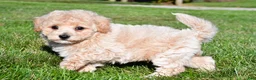 Bichpoo dogs for sale: trey - Ad 7