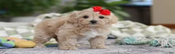 Maltipoo dogs for sale: Waffles - Ad 4