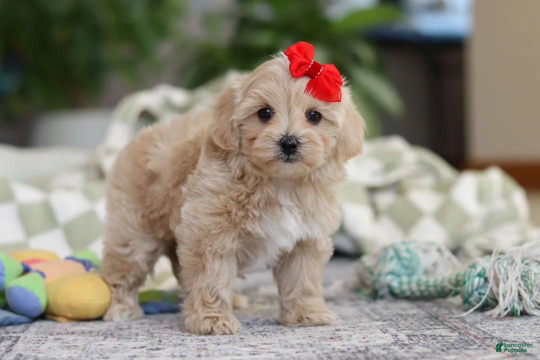Maltipoo dogs for sale: Waffles - Ad 4