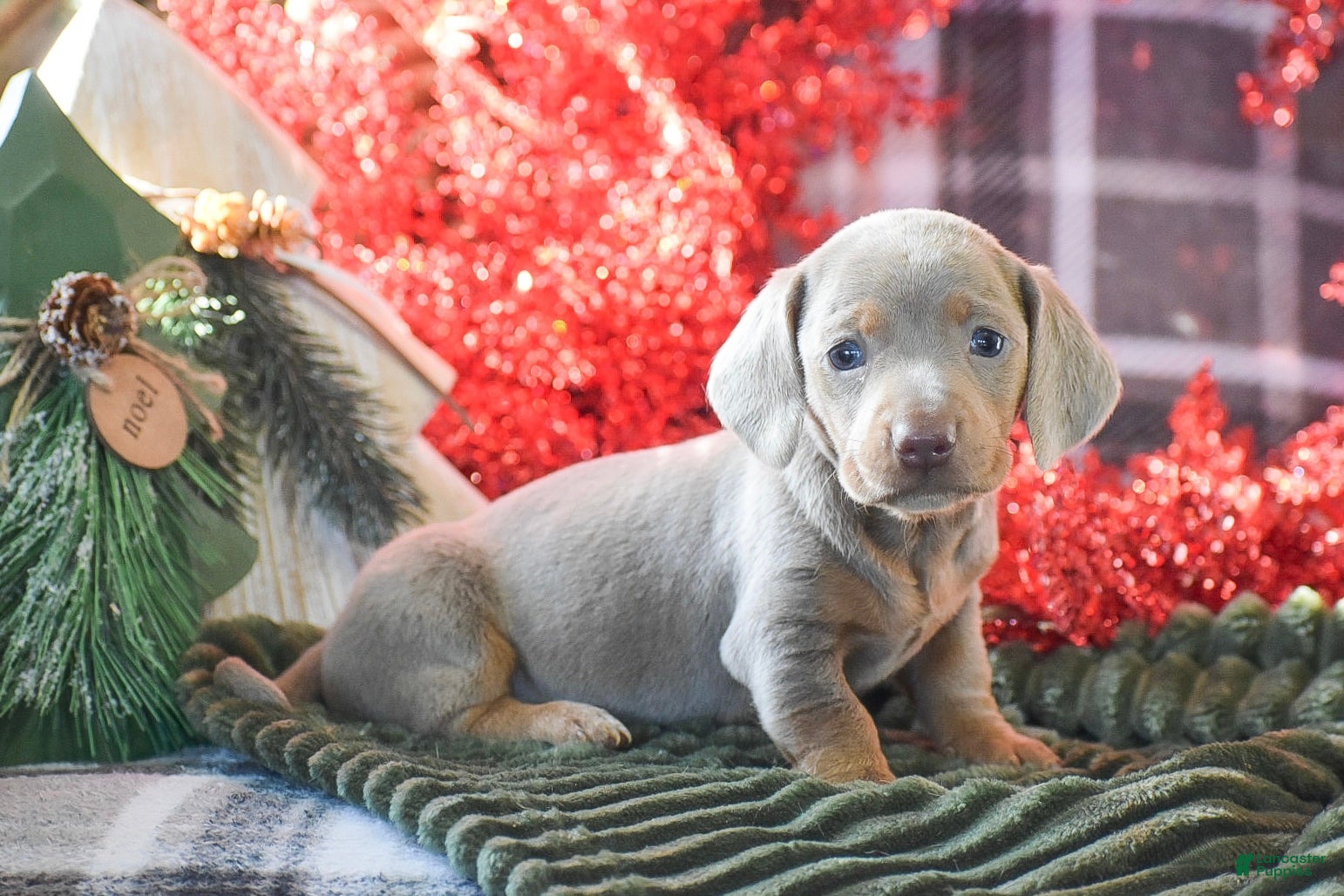 Dachshund dogs Cranberry - Ad 10