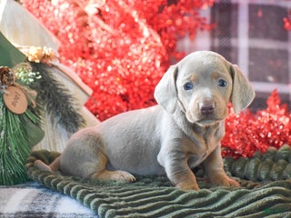 Dachshund dogs Cranberry - Ad 25