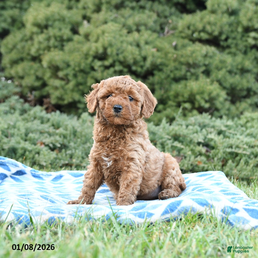 Mini Goldendoodle dogs for sale: Sage - Ad 4