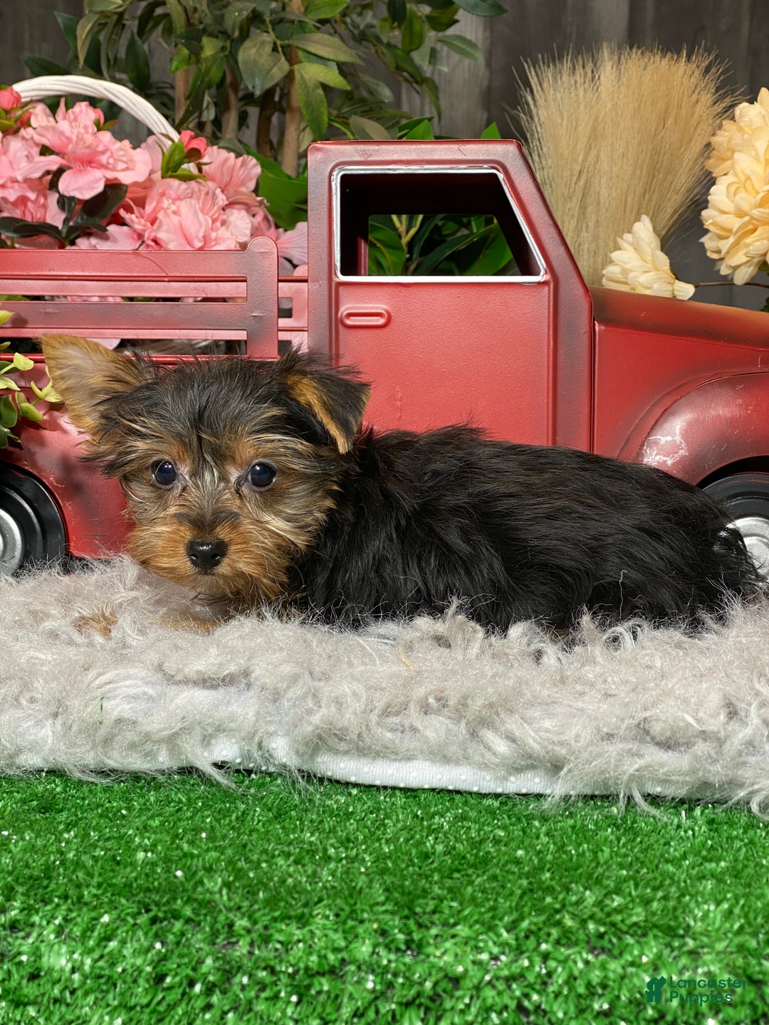 Yorkshire Terrier dogs for sale: Yeti  - Ad 3