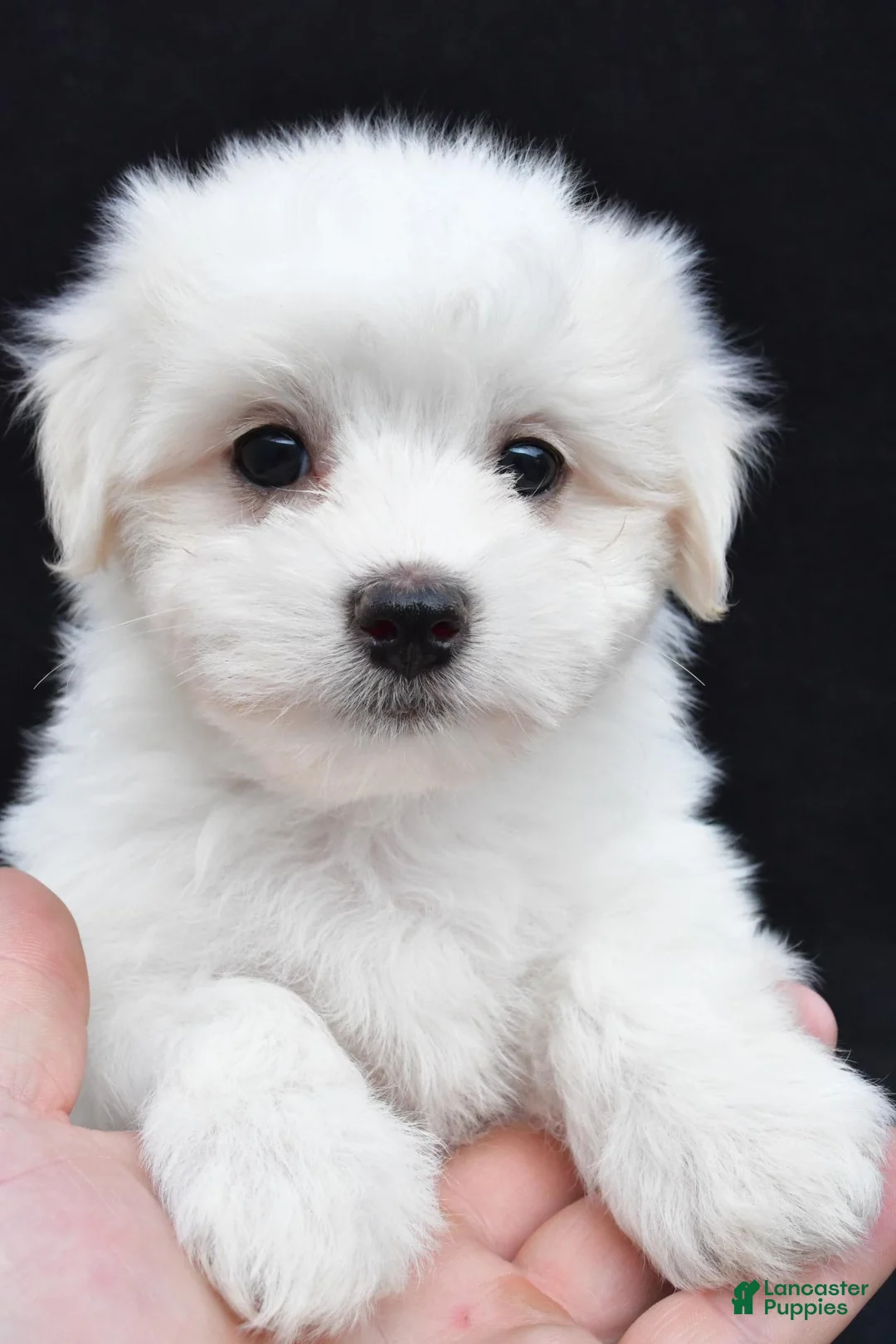 Maltese dogs for sale: Theo - Ad 10
