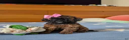 Lhasapoo dogs for sale: Chantell Hypoallergenic - Ad 1