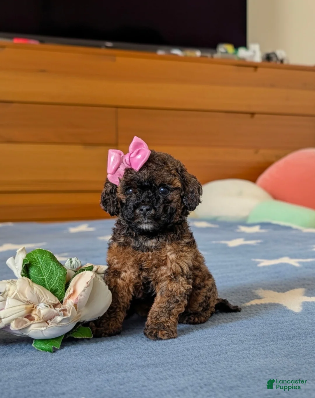Lhasapoo dogs for sale: Chantell Hypoallergenic - Ad 1